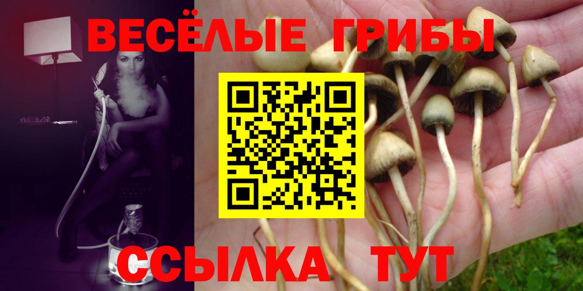 Волхов  Псилоцибиновые грибы Cubensis  Вход с VPN  Псилоцибиновые грибы мухоморы 